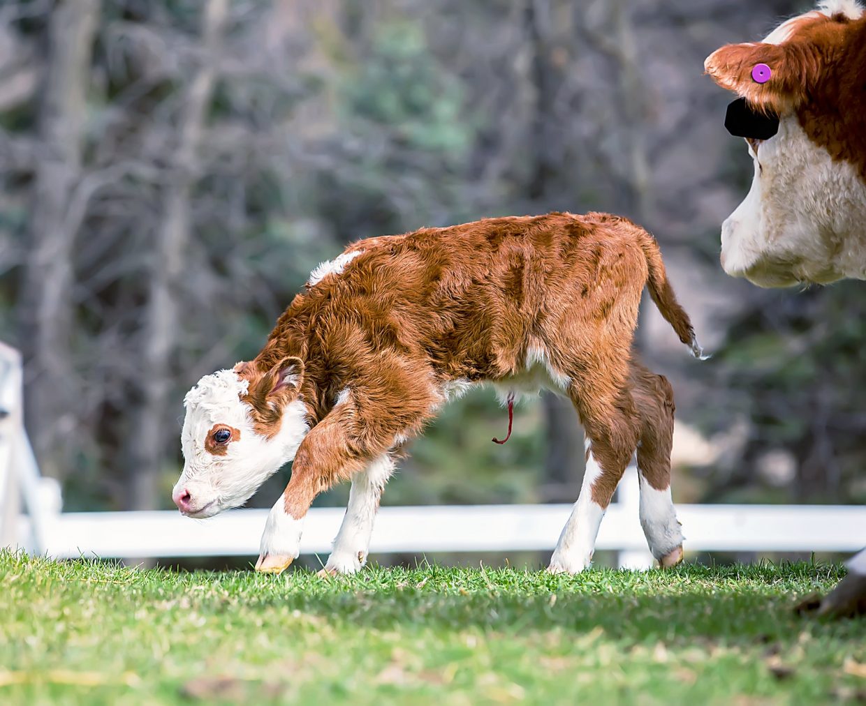 Gut feeling Make sure your calves’ is a good one