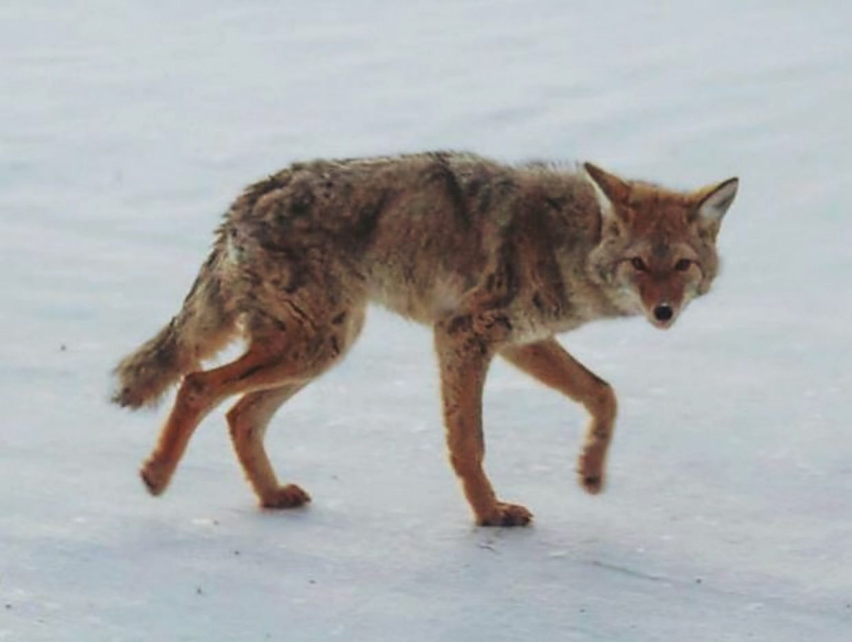 Less money for predator management in Wyoming concerns livetock