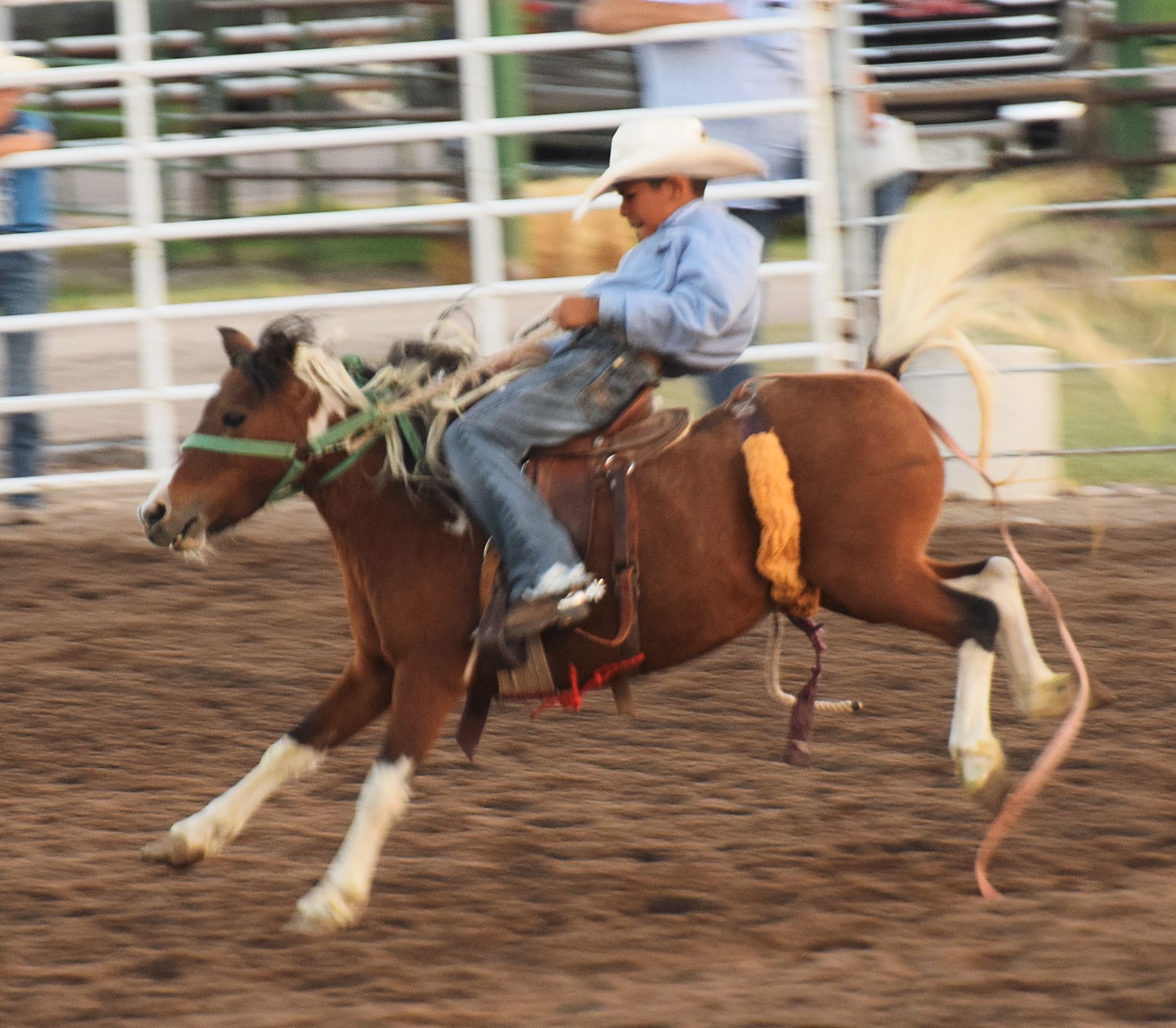 Mini Rodeo Bronc Mini bull, bronc riding events fill the gap for youngsters too old for ...