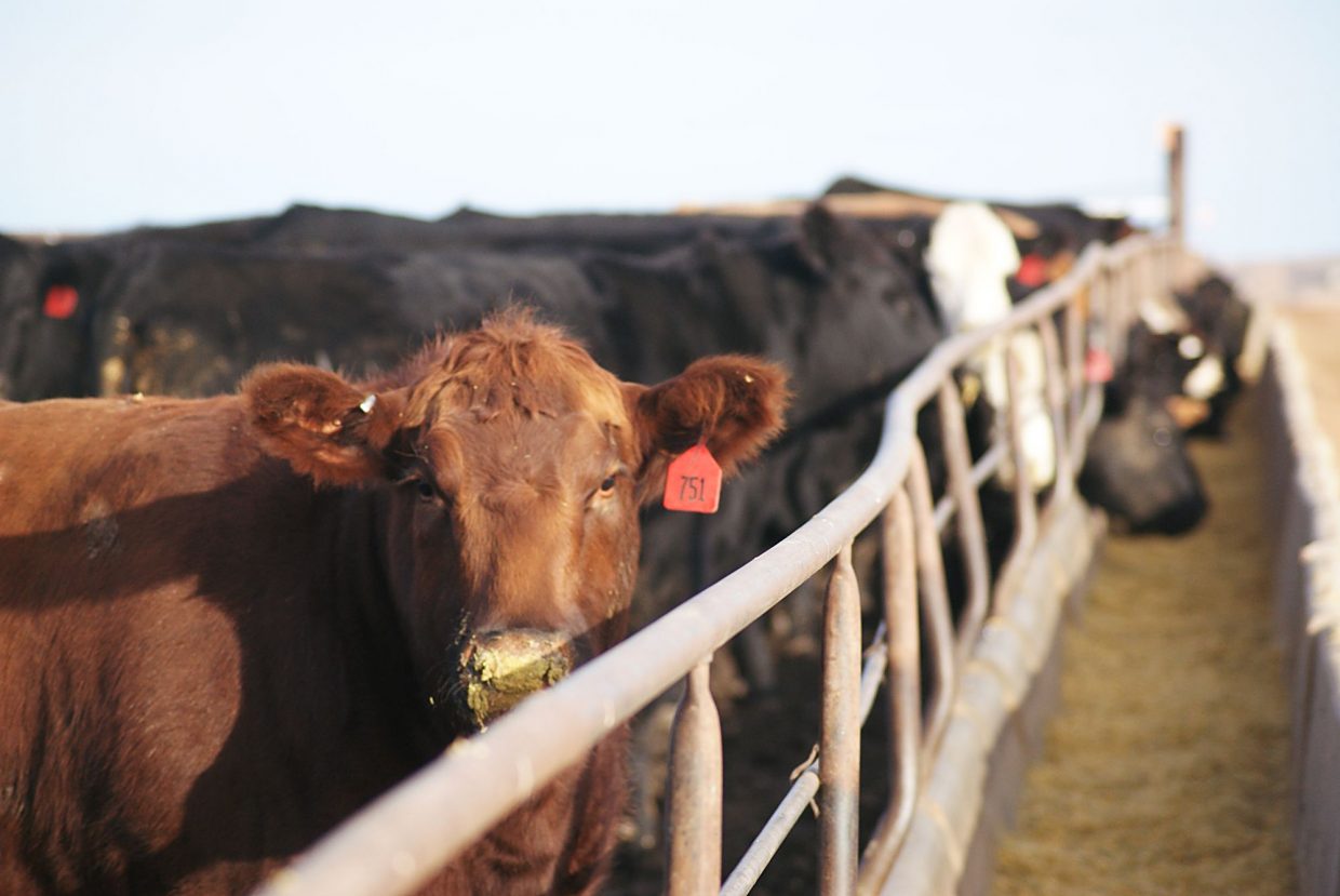 Cattle futures 101 Fundamentals of industry marketing tool explained