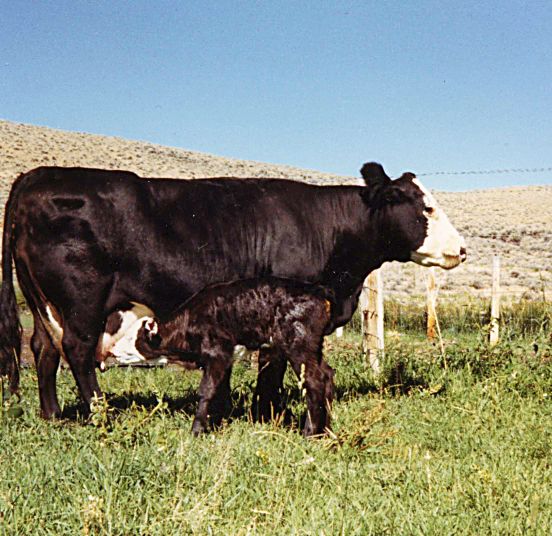 Preventing scours in calves