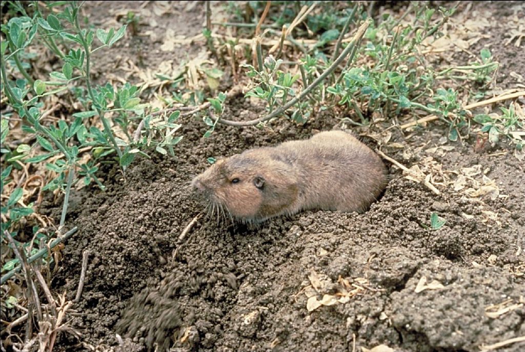 Burrowing Animals In The Ground