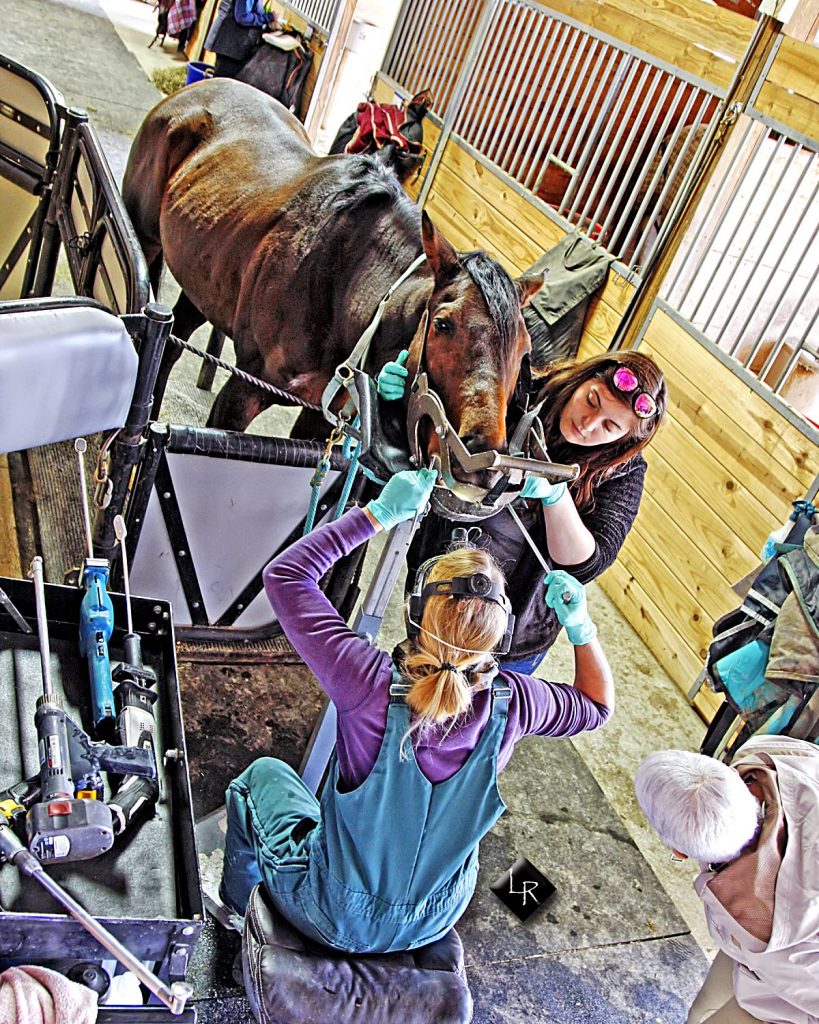 Benefits of comprehensive equine dentistry