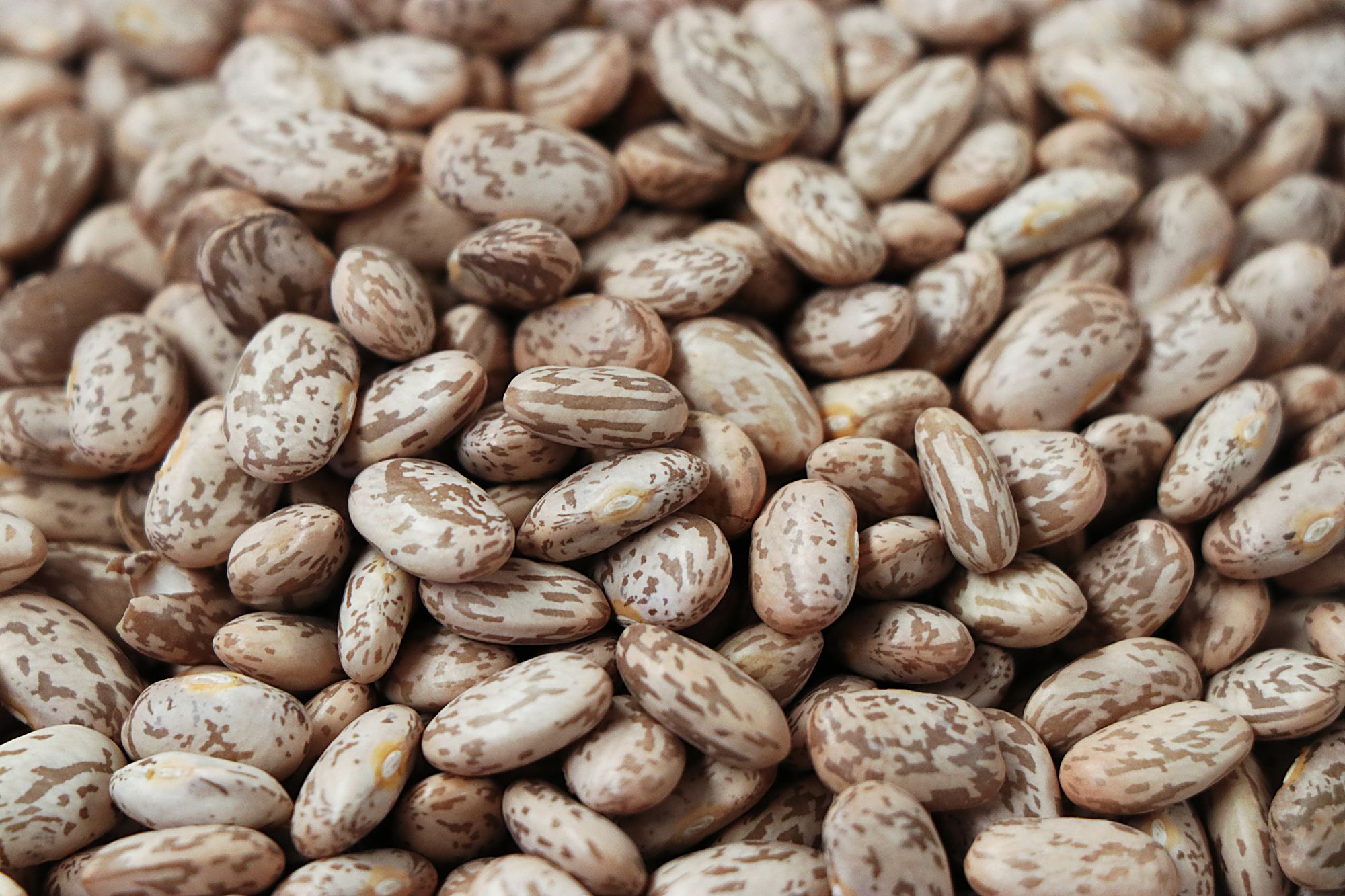 Study sheds light on how pinto beans help reduce cholesterol
