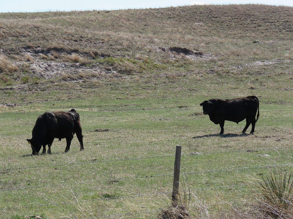 How low to go when selecting bulls for birth weight