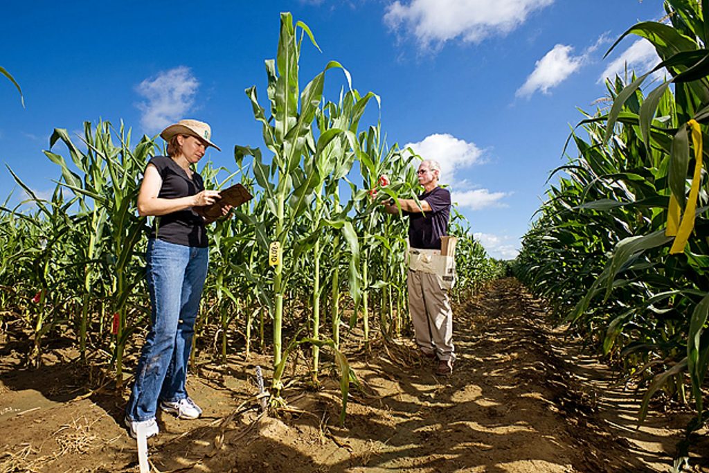 New tool could help scientists dig deeper for prized crop genes ...