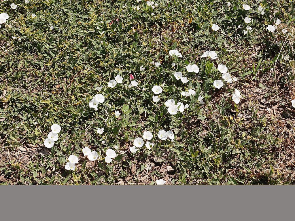 Invasive weeds Field bindweed