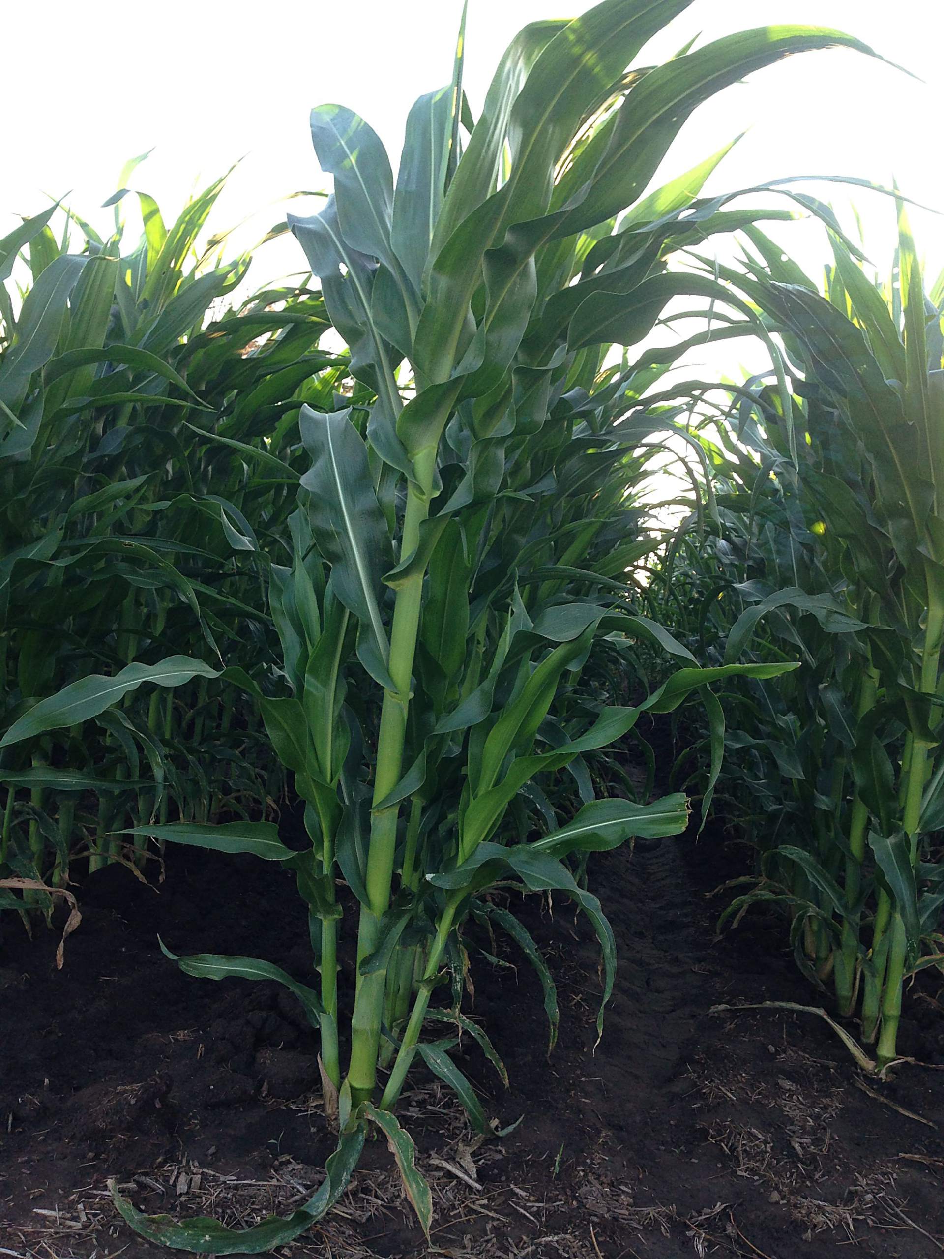 Kansas family grows fresh from the farm popcorn