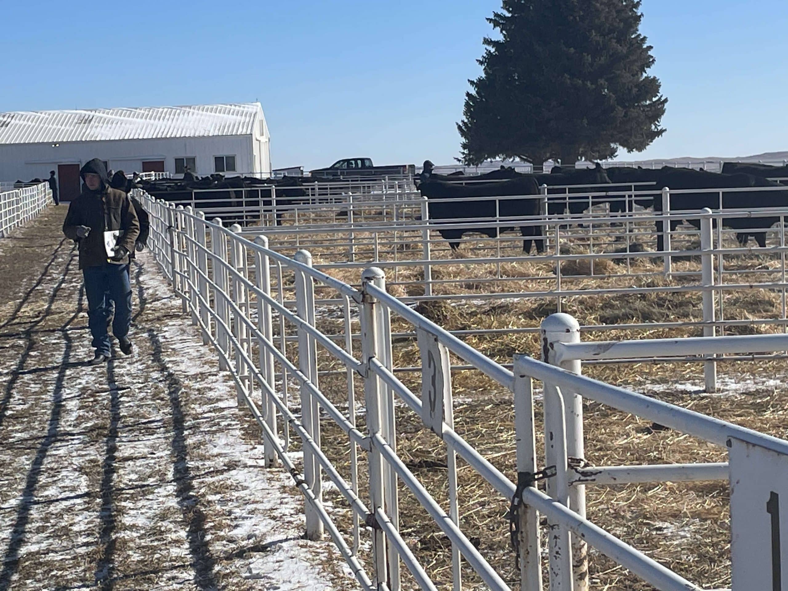 Krebs Ranch 42nd Annual Bull Sale
