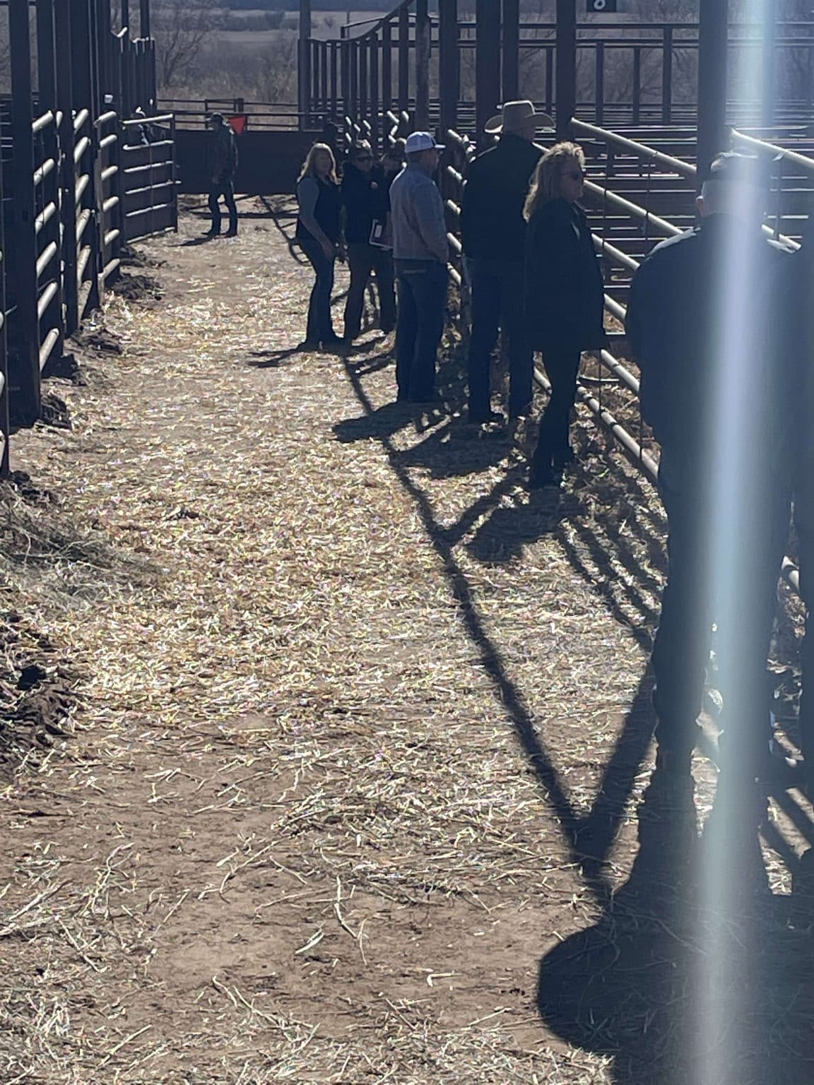 Ruggles Angus Bull Sale