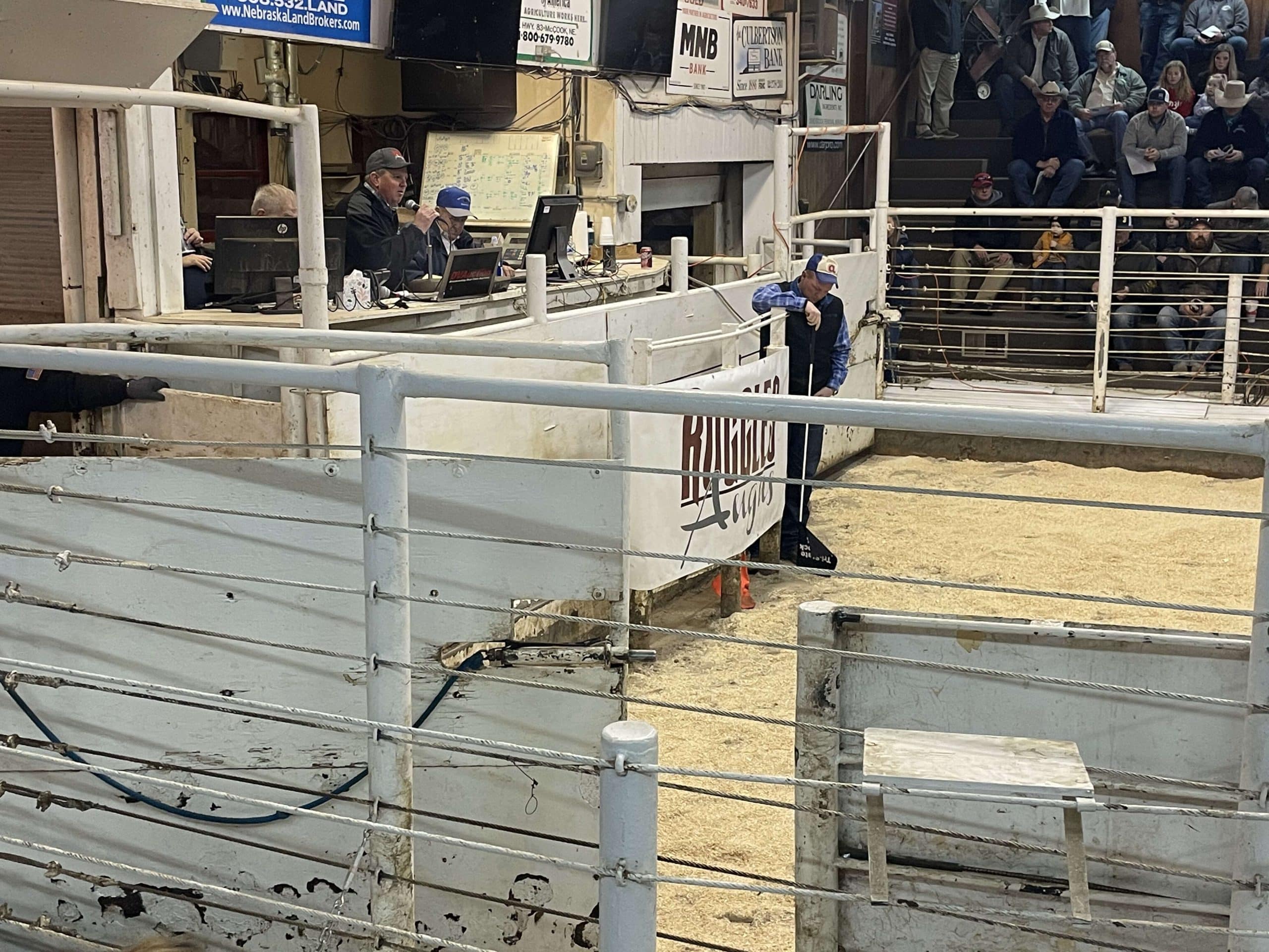 Ruggles Angus Bull Sale