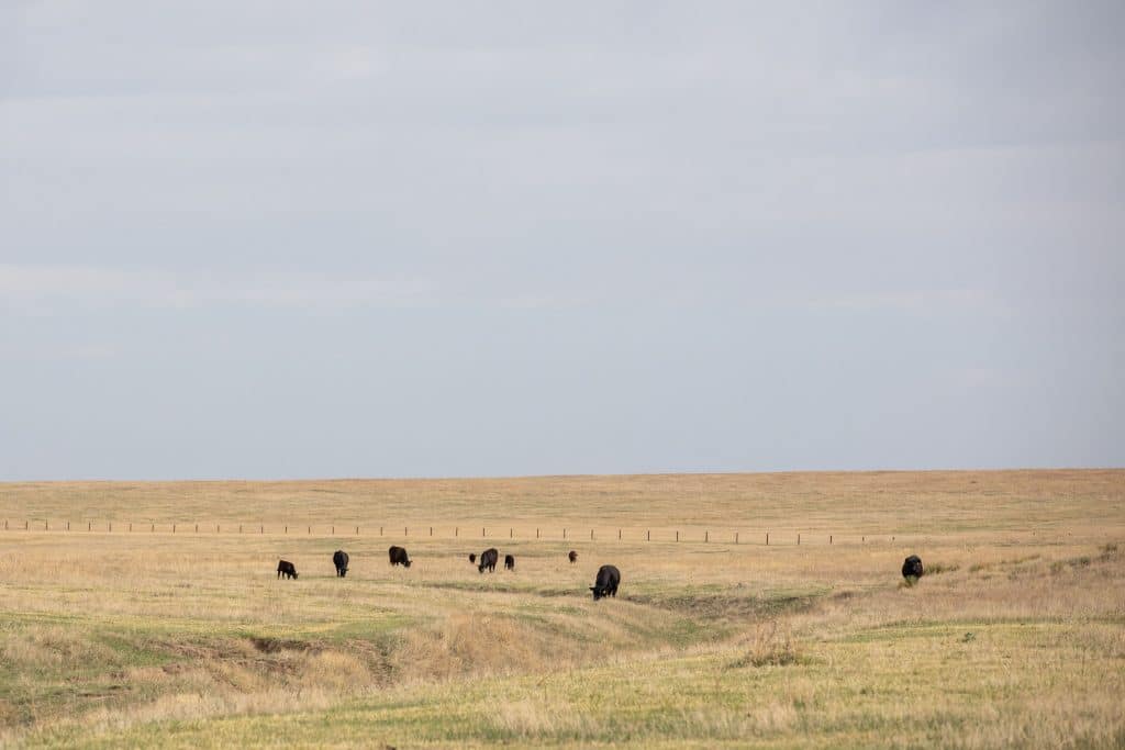 Larson Angus Ranch earns Certified Angus Beef Seedstock Award ...