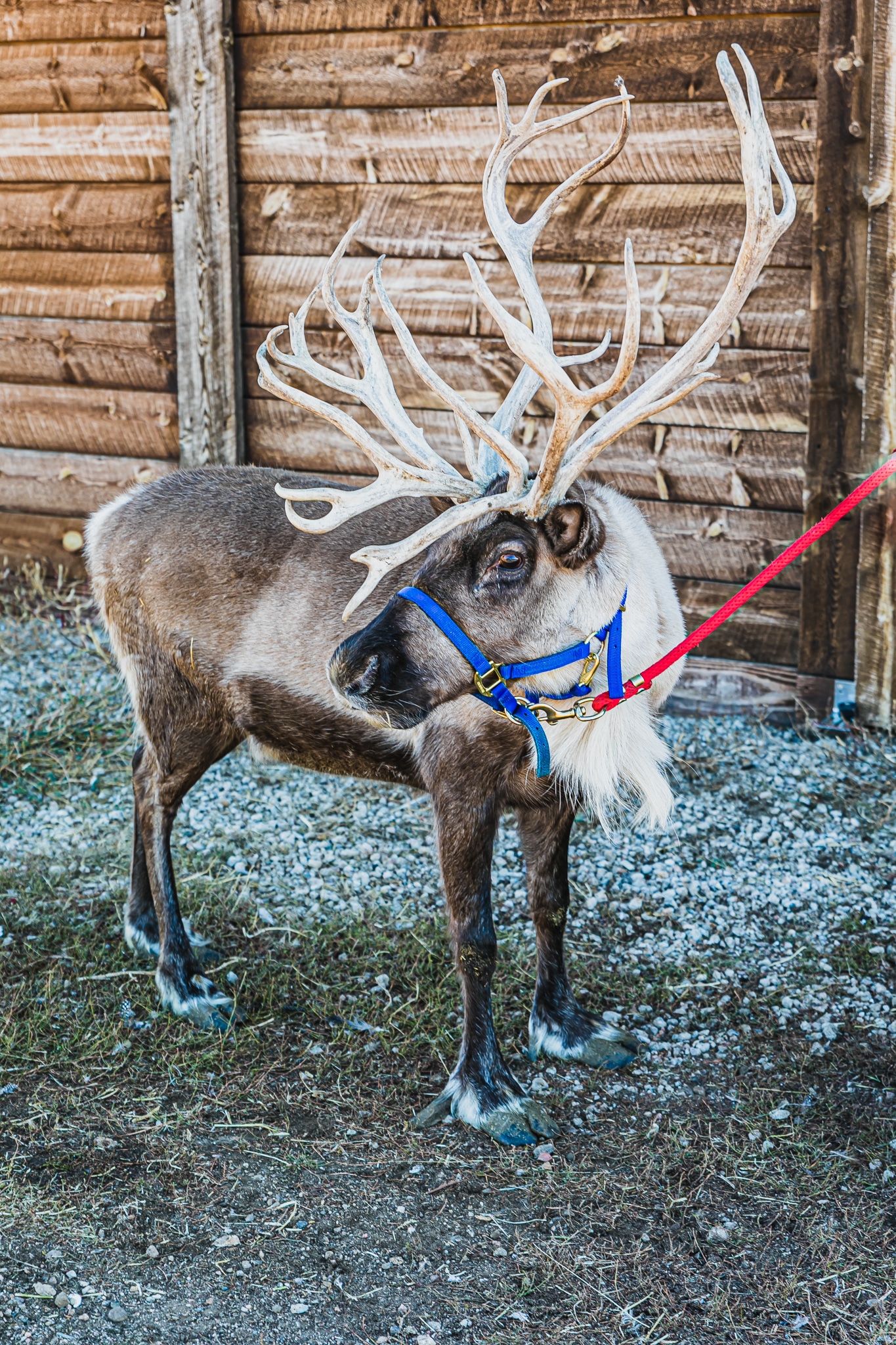 Norwegian roots run deep at Jessen Reindeer Ranch TheFencePost com