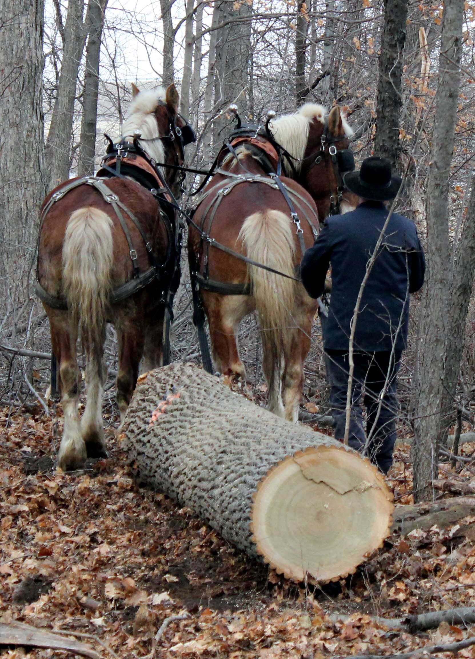 Horse logging thrives | TheFencePost.com