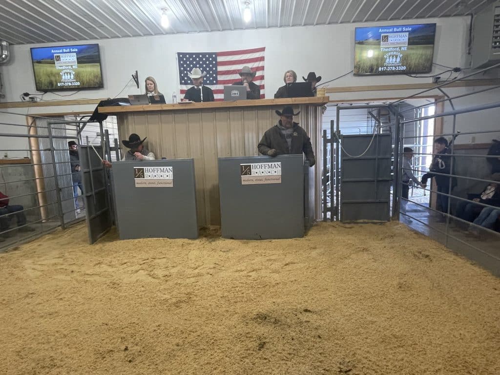 Hoffman Ranch Spring Bull Sale