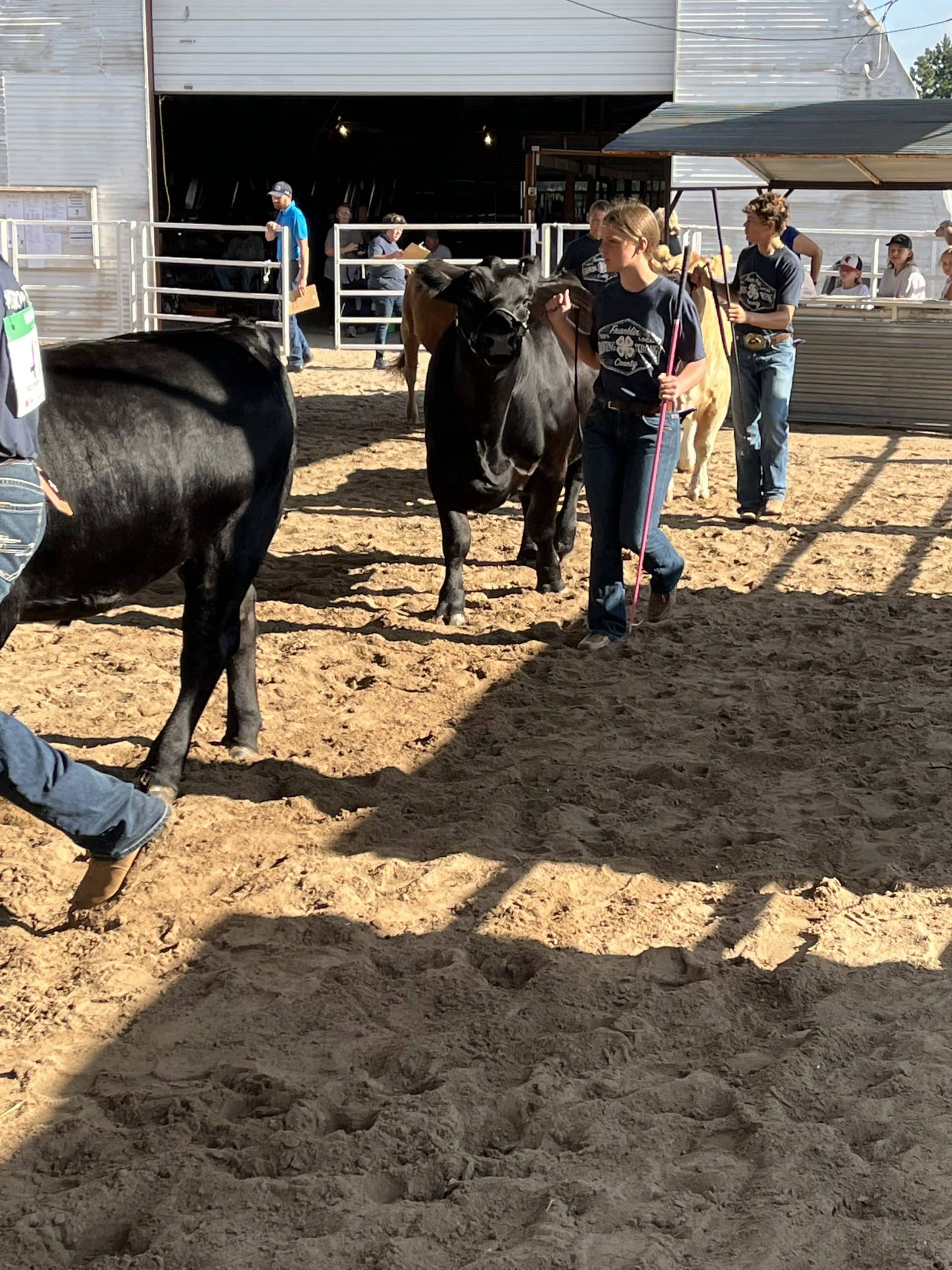 Rural and city youth increasingly interested in showing livestock, mandatory certification