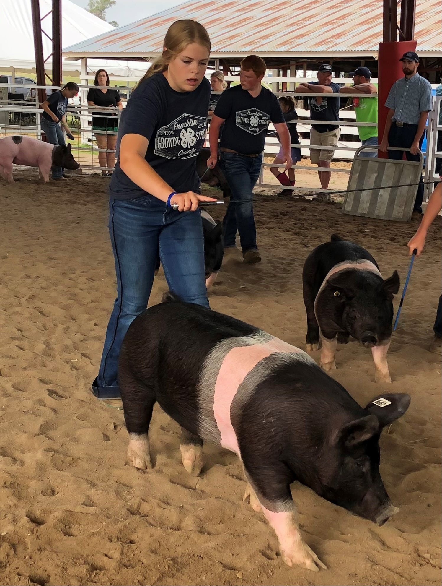 Rural and city youth increasingly interested in showing livestock, mandatory certification