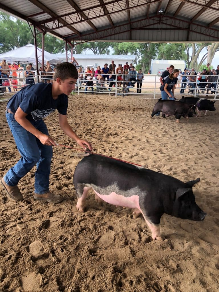 Rural and city youth increasingly interested in showing livestock, mandatory certification