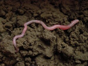 Earthworms play important role in global food production, according to new CSU research - Vimarsana News