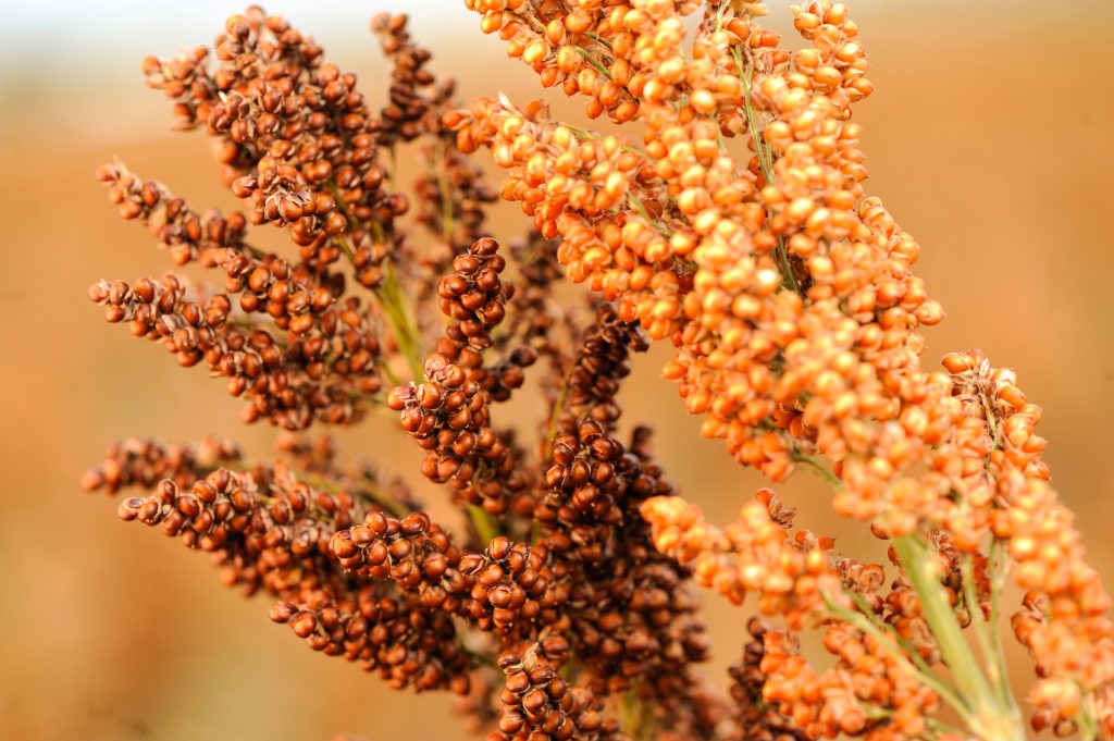 K-State to lead $22M cereal crops project funded by USAID - Vimarsana News