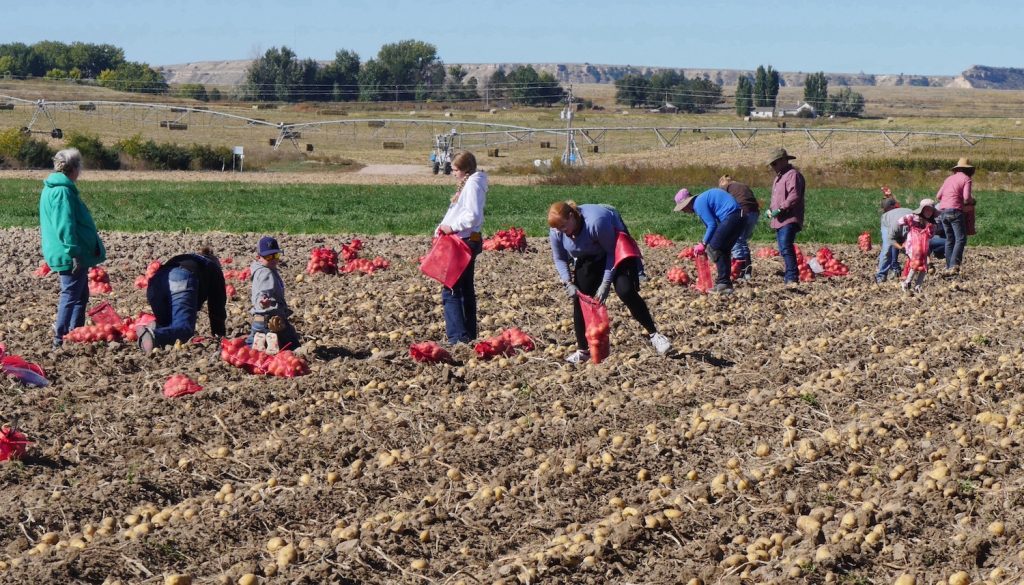 Third annual potato harvest at UW Research and Extension Center benefits Food Bank of Wyoming - Vimarsana News