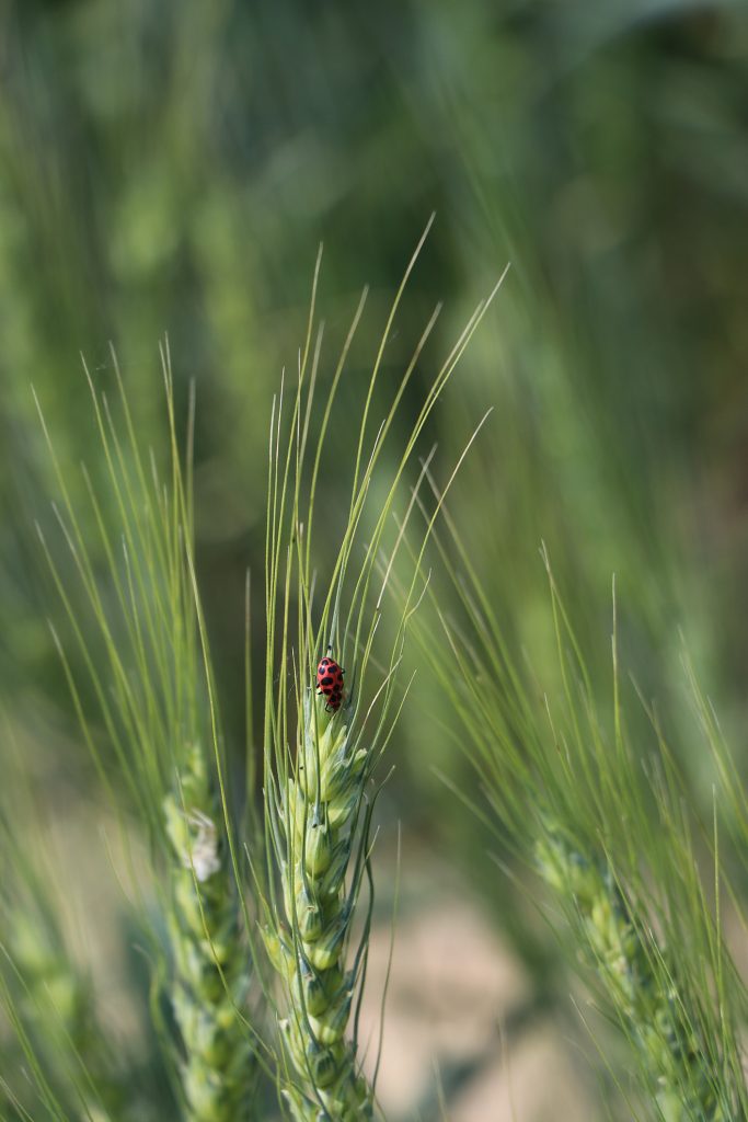 Wheat shows good promise going into winter - Vimarsana News