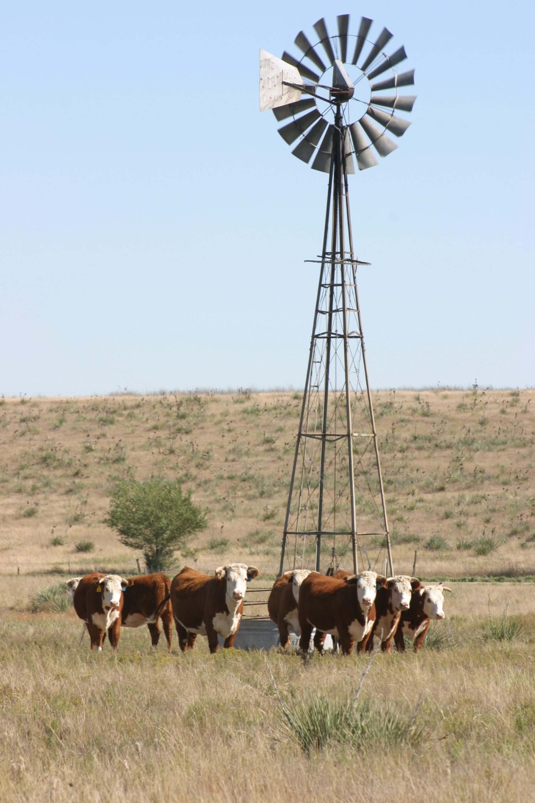 Breeder’s Connection 2024 | Jamison Ranch Herefords and Quarter Horses ...