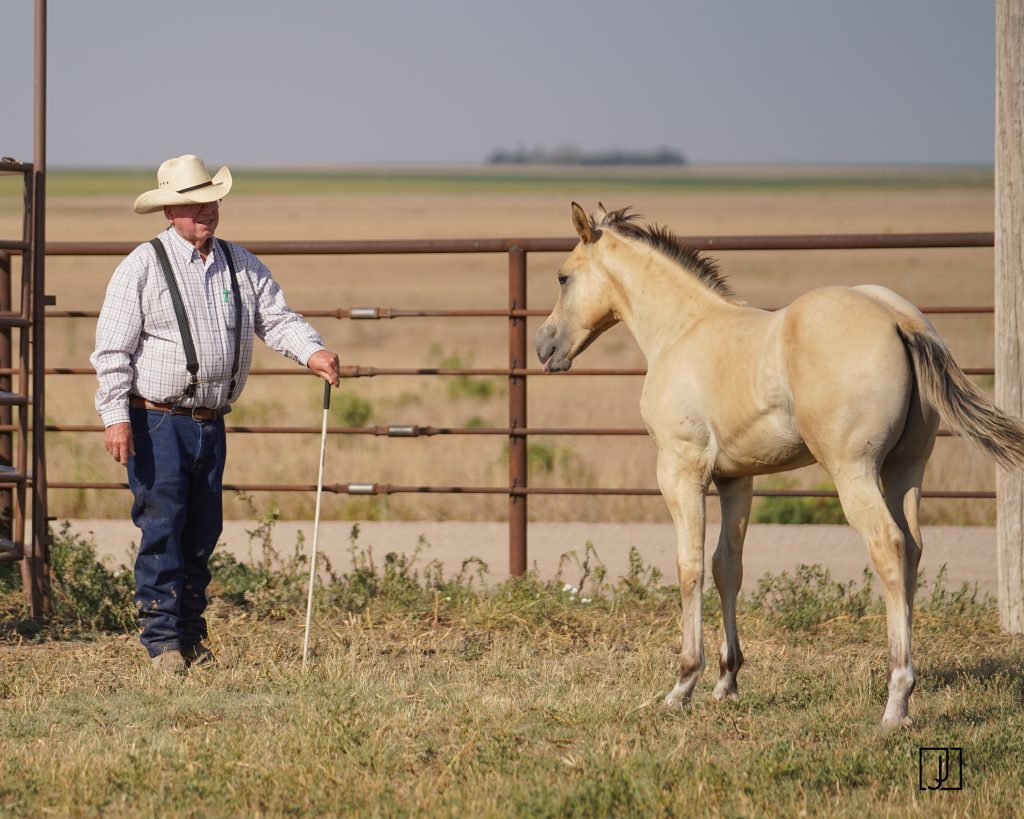 Jamison Ranch Boer Bucks