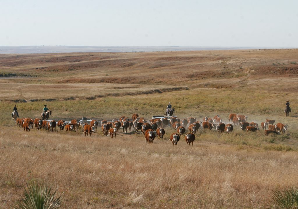 Breeder’s Connection 2024 | Jamison Ranch Herefords and Quarter Horses ...