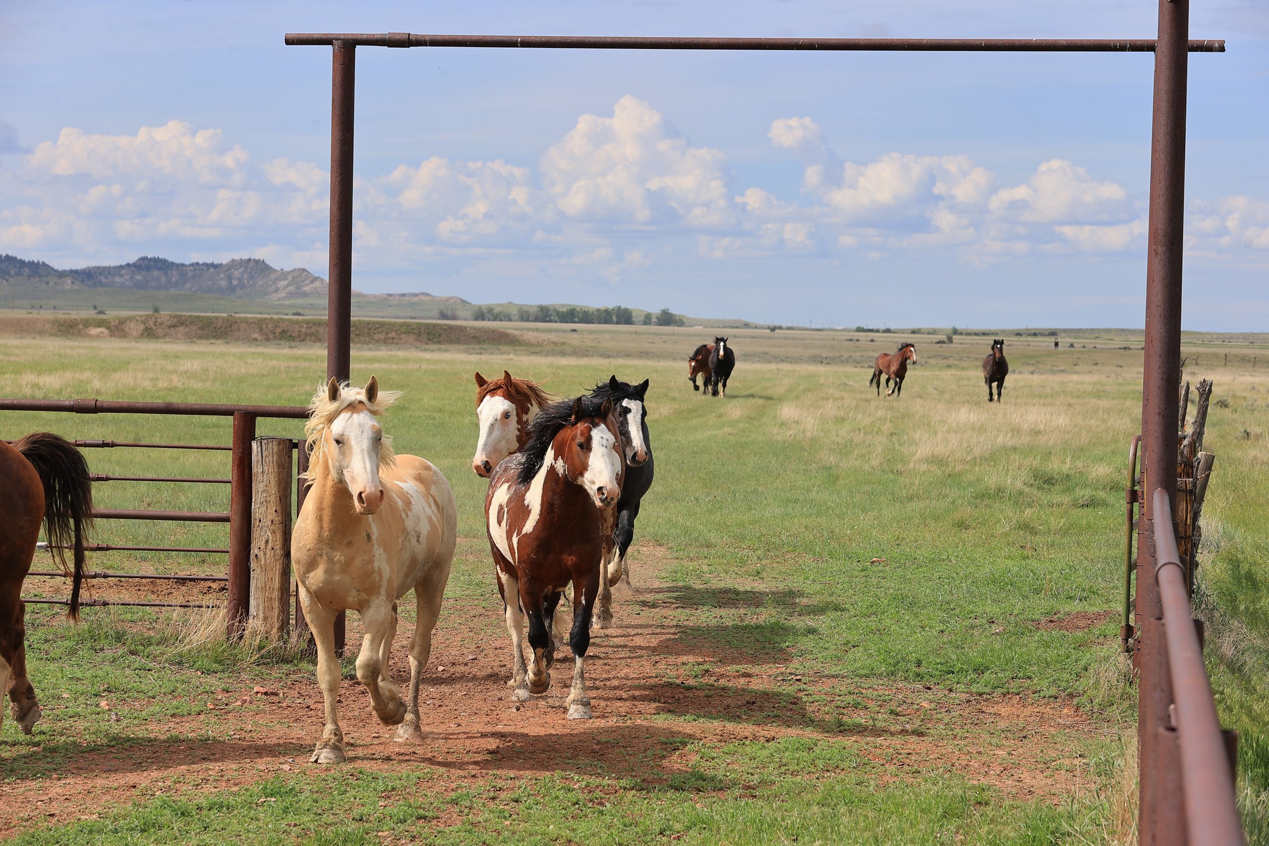 Breeder’s Connection 2024 | Burch Rodeo Company | TheFencePost.com