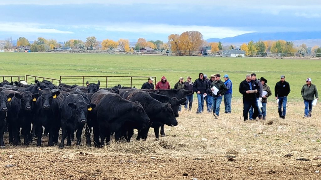 Breeder’s Connection 2024 Climbing Toward the Top Black Summit Cattle