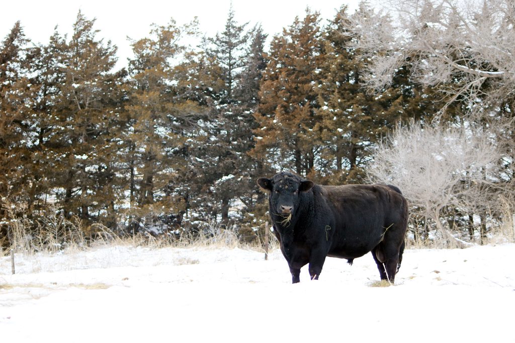 Winter weather challenges for bulls can affect breeding season - Vimarsana News