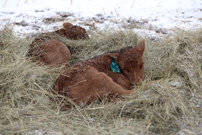 Engaging agriculture: Calving workshops scheduled in Sidney and Curtis - Vimarsana News