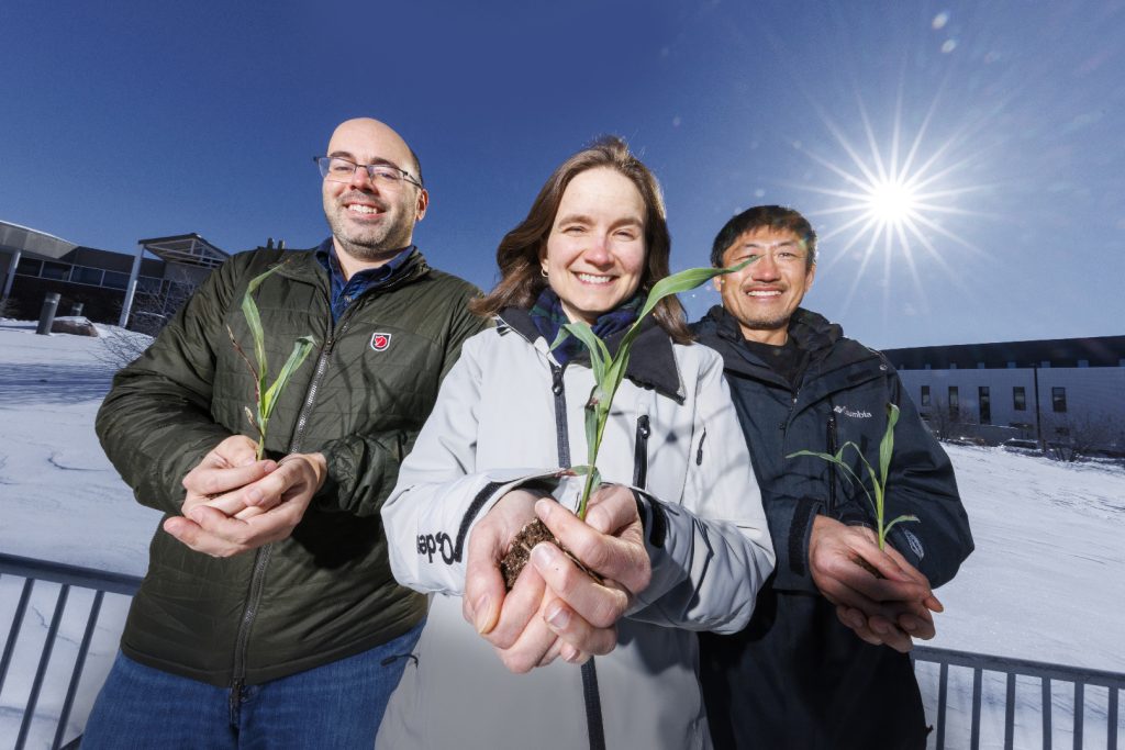 Husker researchers take cues from crop's circadian rhythms to help sorghum survive cold snaps - Vimarsana News