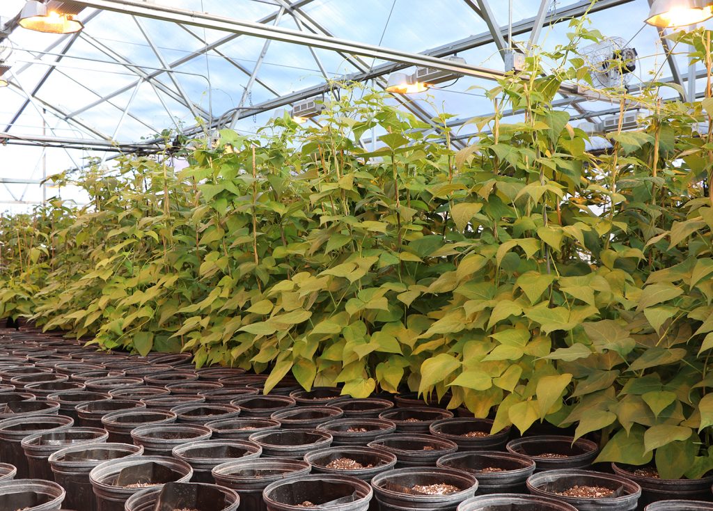 Nebraska Dry Bean Day scheduled for February - Vimarsana News