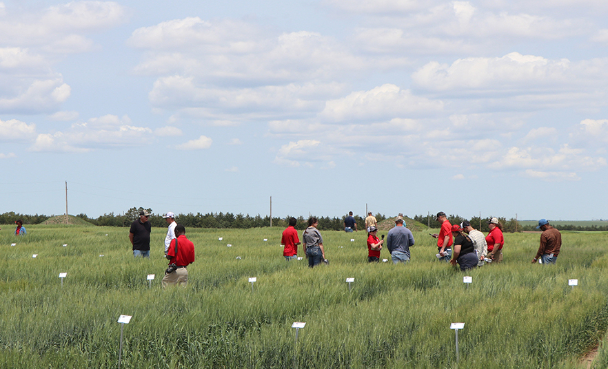 UNL schedules 2024 Wheat Variety Tours - Vimarsana News