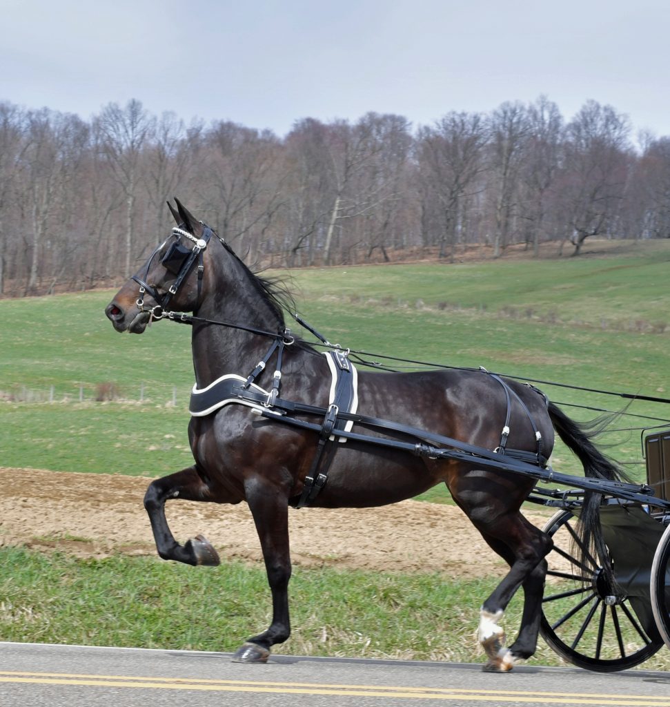 Flourishing business N&A Harness success story