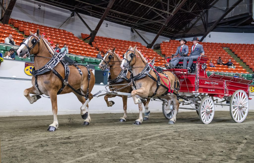 Flourishing business N&A Harness success story