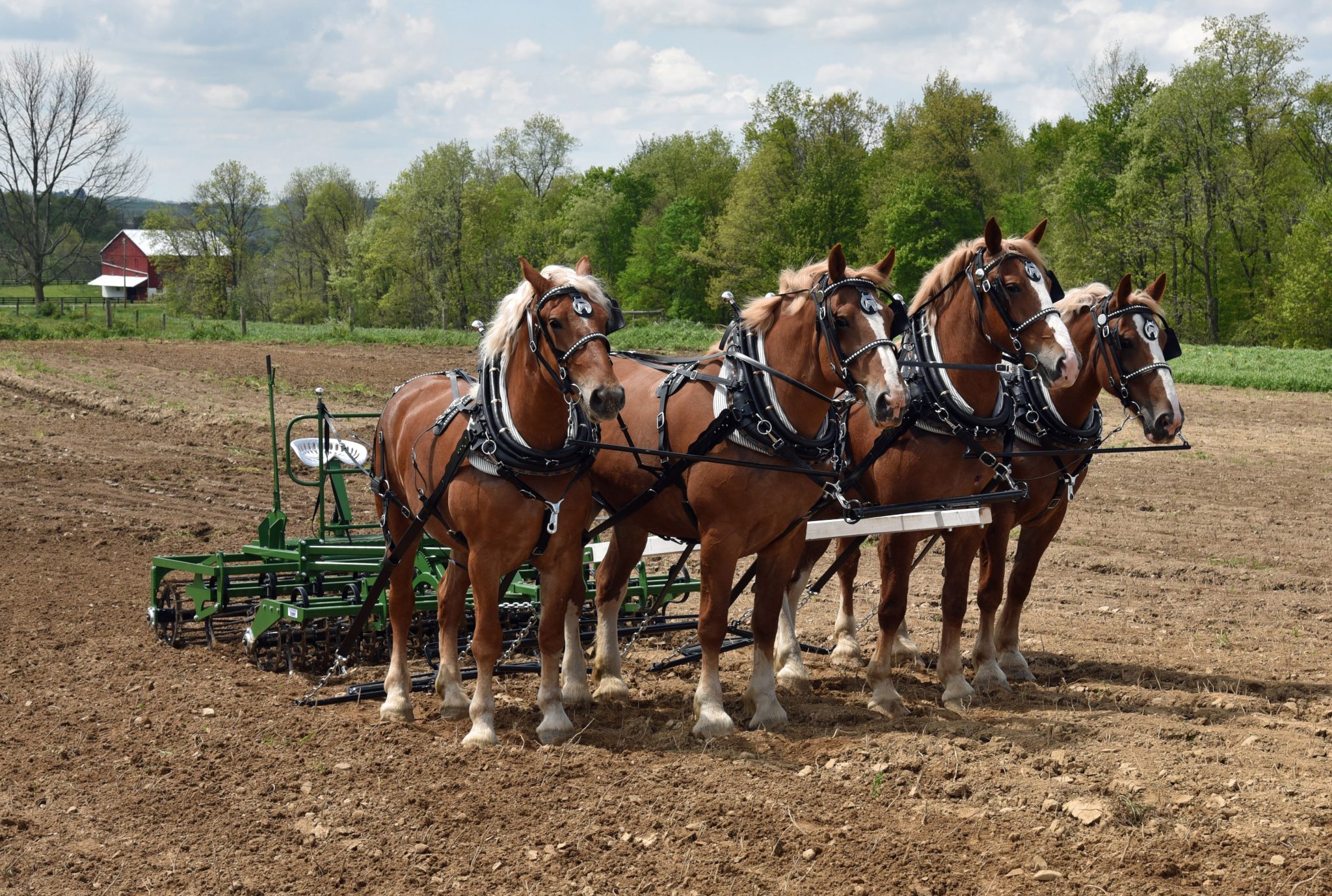 Flourishing business N&A Harness success story