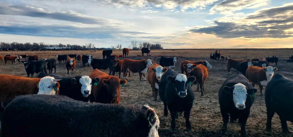 Cattle market impacts: Avian flu news, chain speed reduction, more affecting prices - Vimarsana News