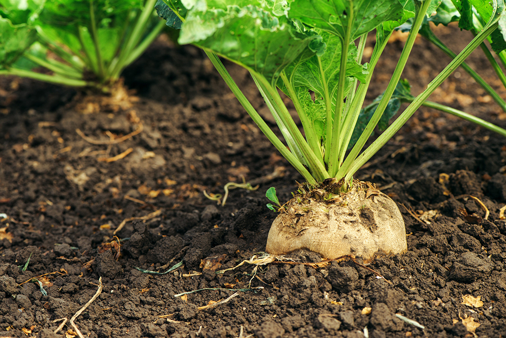 Sugar beets to be grown across Nebraska in agronomy project - Vimarsana News
