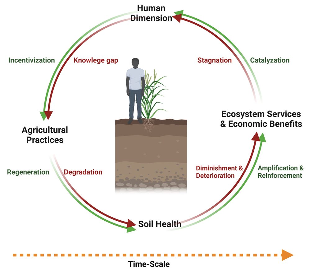 UNL researchers advance Soil Health Cycle concept - Vimarsana News