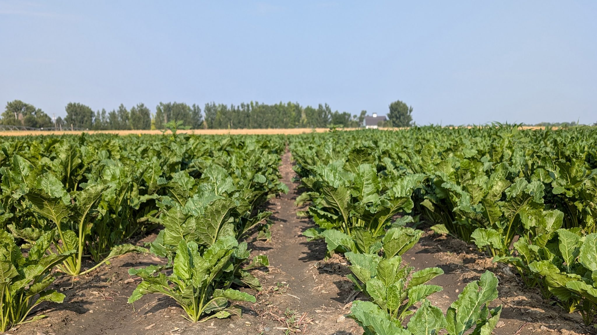 USDA Grants Boost Husker Research On Sugar Beet Nitrogen Management sugar-beet-stock-photo-minden-pictures