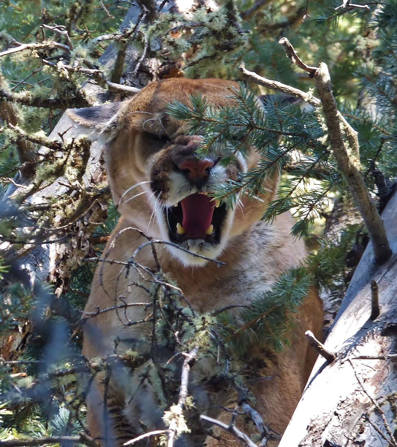 CPW LION SEASON visual data 8