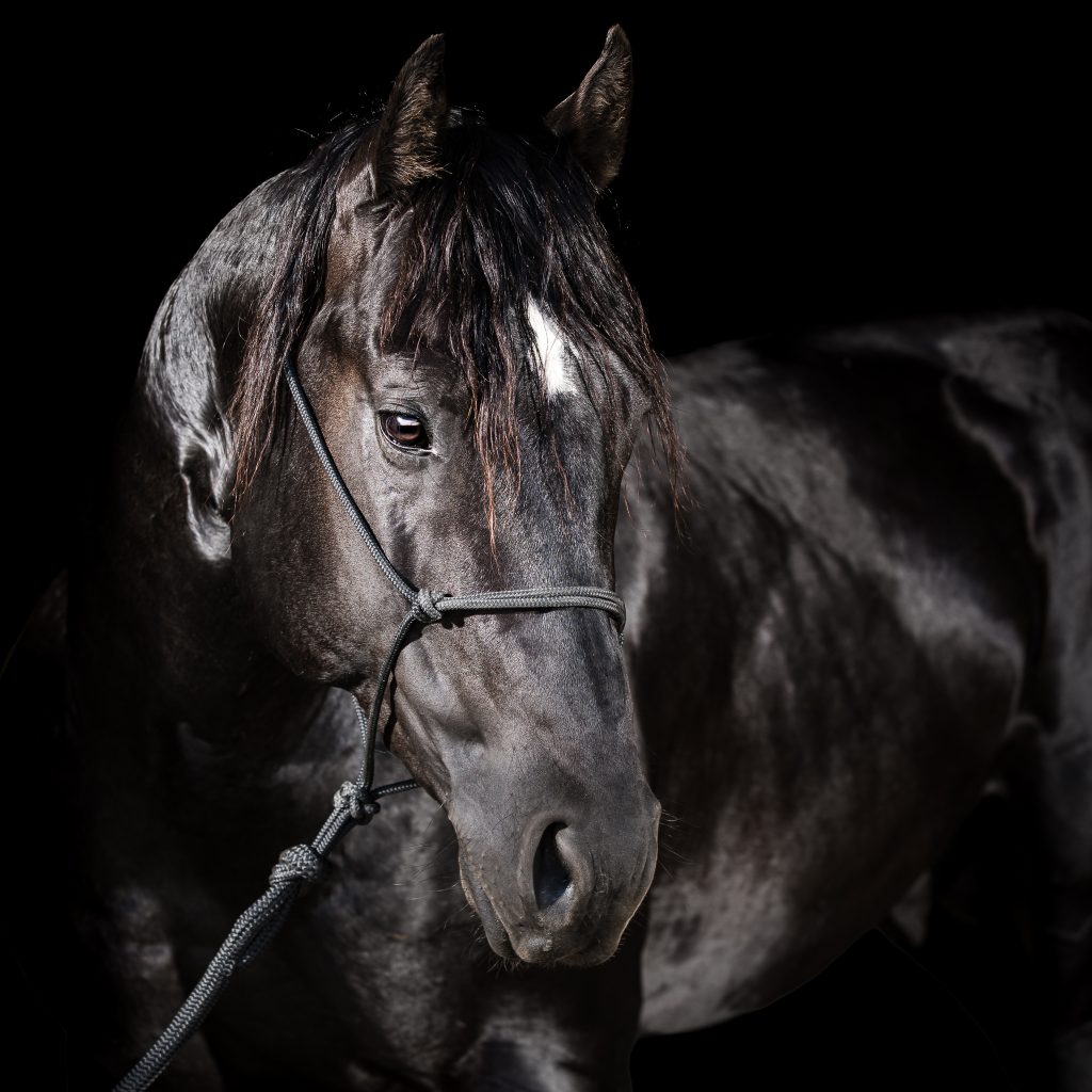 Breeder's Connection 2025 | X Lazy H Quarter Horses
