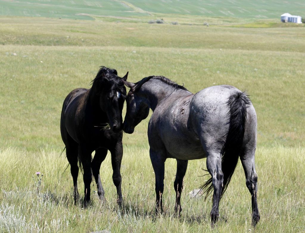 Breeder's Connection 2025 | X Lazy H Quarter Horses