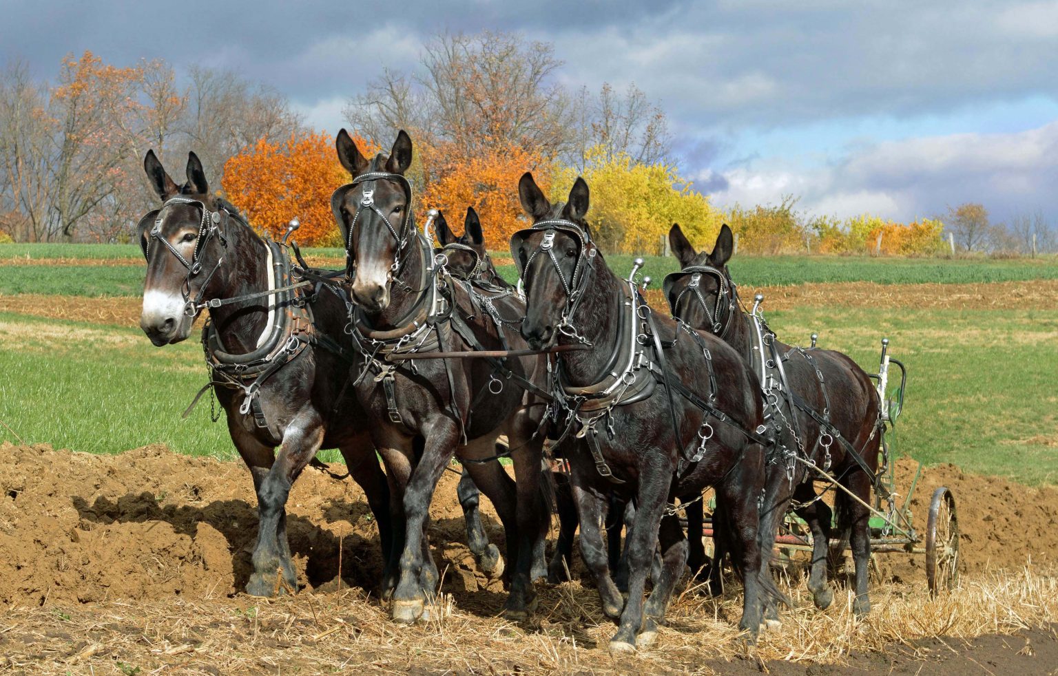 The mule: A versatile hybrid | TheFencePost.com