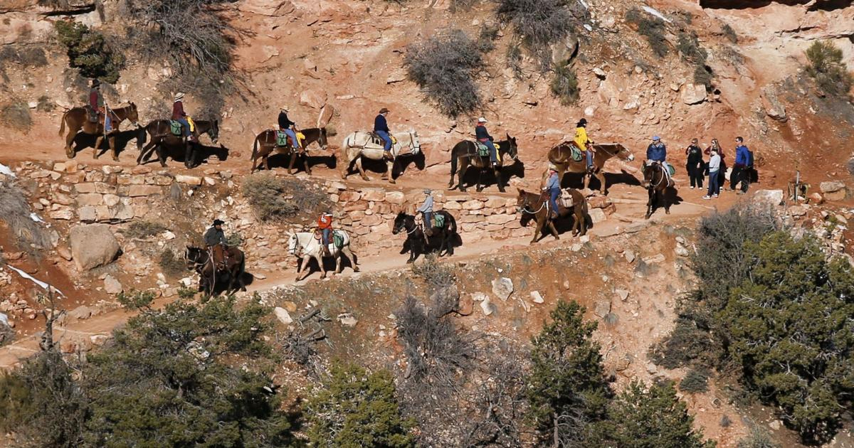 The mule: A versatile hybrid | TheFencePost.com