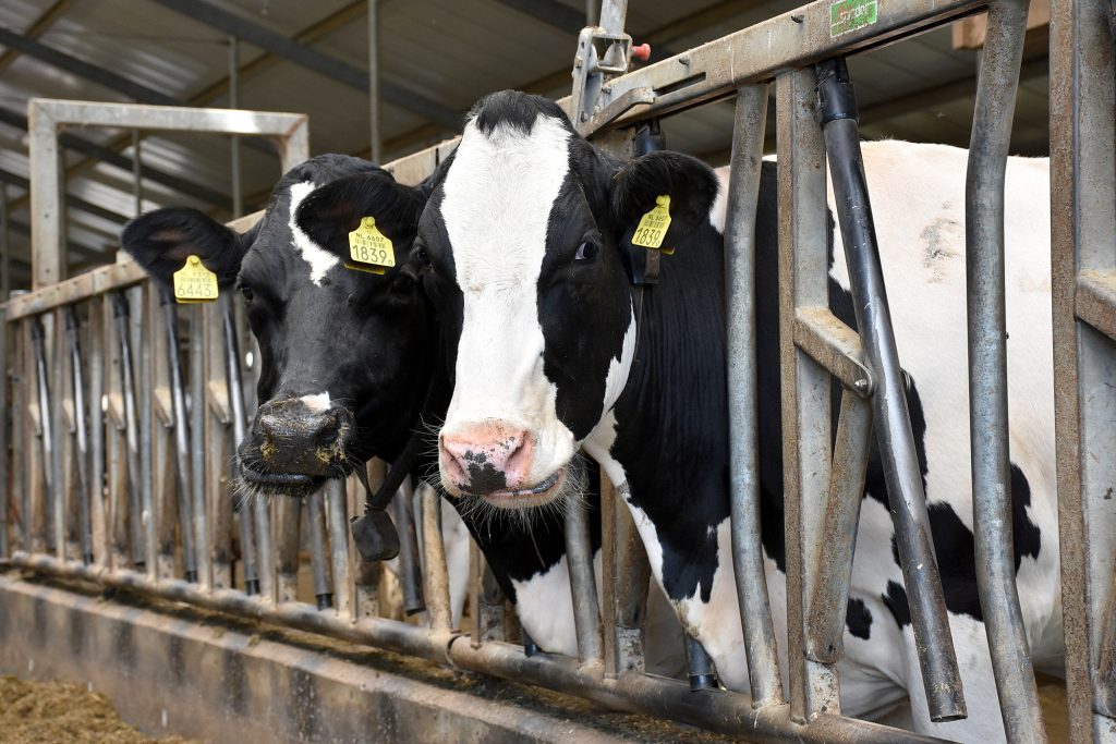Extreme heat stress in cows can cut milk production by 10 percent