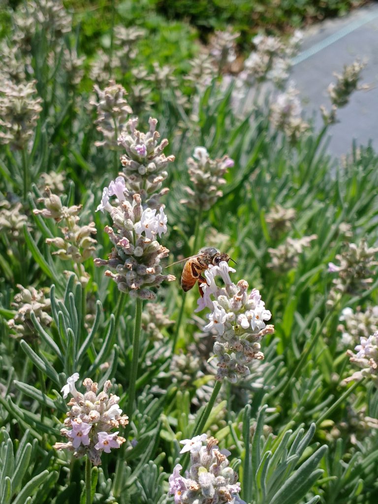 2025 Homeland | Our Lavender Co: Growing the Future | TheFencePost.com